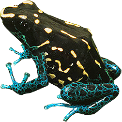 Ensing Dart Frog